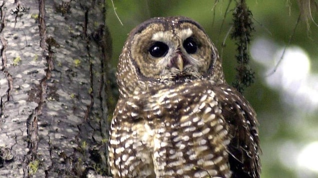 FILE - A northern spotted owl named Obsidian by U.S. Forest Service employees, sits in a tree in the Deschutes National Forest near Camp Sherman, Ore., in this May 8, 2003 file photo. The U.S. Fish and Wildlife Service has agreed to consider a petition from a conservation group to change the Endangered Species Act listing for the owl from threatened to endangered. The process will take more than two years. (AP Photo/Don Ryan, file)