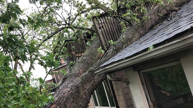 大树倒下砸坏屋顶。