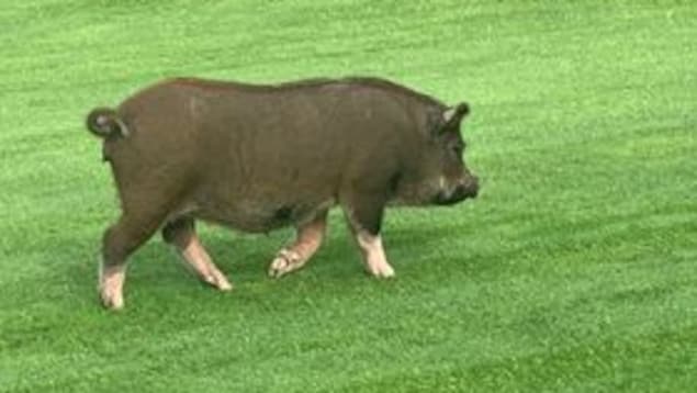 Un cochon court sur un terrain 