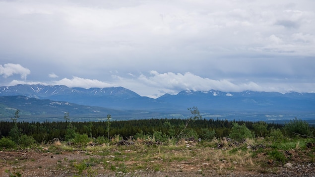 Le bouclier vert de Whitehorse