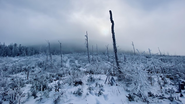 Un ancien chantier où la forêt a subi une coupe totale.