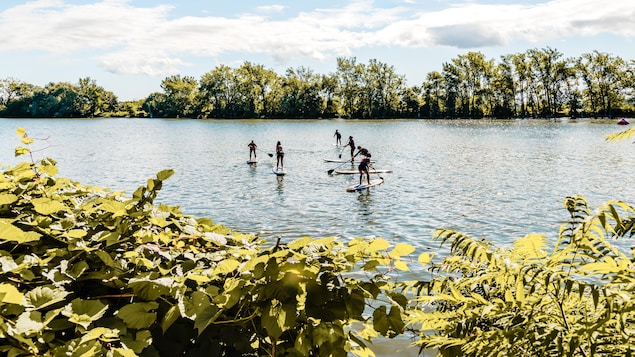 Cinq personnes pratiquent la planche à pagaie sur un cours d'eau.