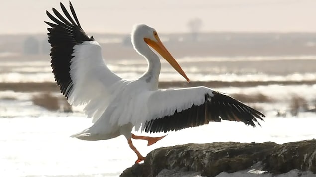 Voici Elsa, le pélican blessé qui survit à l’hiver albertain contre toute attente