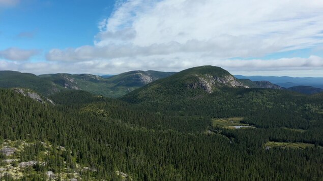 Une chaîne de montagnes couverte de conifères en été.