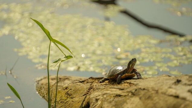 Une tortue sur une bûche dans le milieu d'un lac.