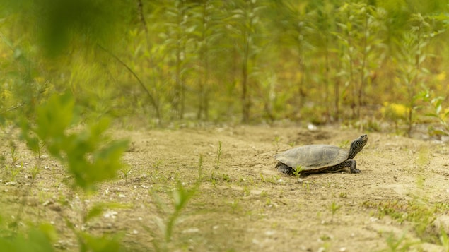 Une tortue qui marche sur du sable.