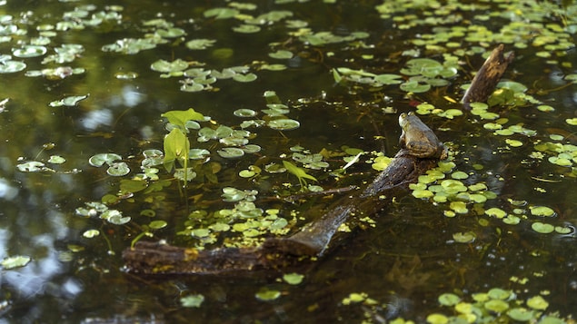 Une grenouille sur une branche dans une étendue d'eau.