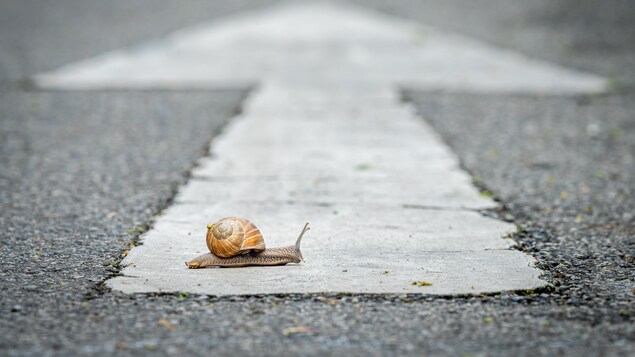 Un escargot qui traverse une rue en béton.