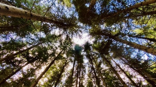 Révélations d’Enquête : une réforme du système forestier et une enquête publique réclamées