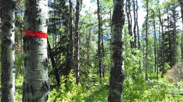 Inventaire forestier en forêt publique en Abitibi-Témiscamingue