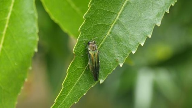 Un agrile sur une feuille d'arbre.