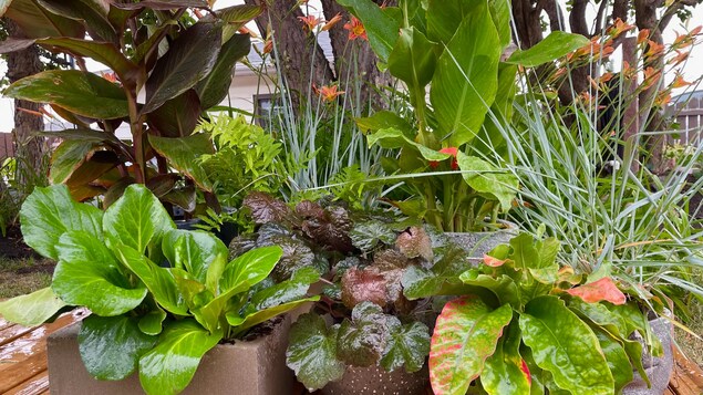 Oui, il est possible d'avoir un jardin aux allures tropicales chez nous - Vimarsana News