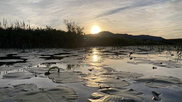 Le marais de la Rivière-aux-Cerises pourrait devenir une réserve naturelle 