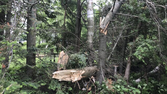 Des arbres renversés et brisés par le vent à Lambton.