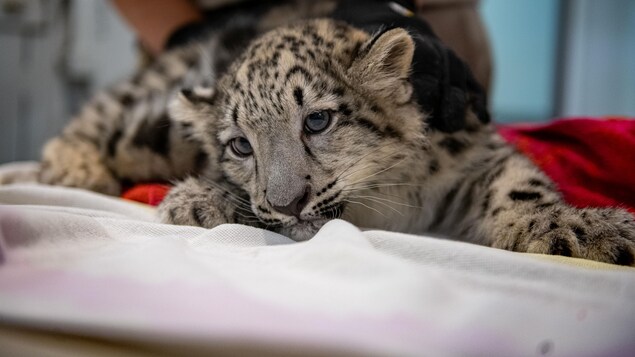 Les reportages spéciaux les plus marquants de 2021 en Estrie