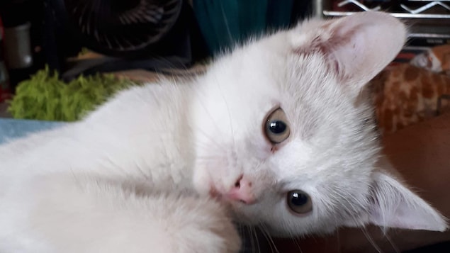 Cruauté animale : l’un des chatons rescapés à Sherbrooke se porte bien