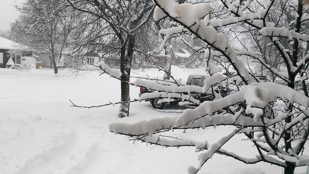 Un arbre avec de la neige à Rouyn-Noranda et la rue enneigée à la suite d'une tempête