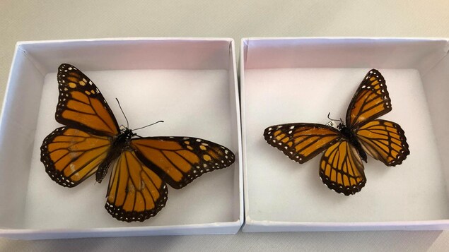 Deux papillons d'apparence semblable sont épinglés dans des boîtes.