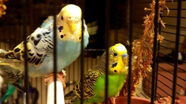Des oiseaux mangent des graines dans une cage. Des oiseaux mangent des graines dans une cage.
