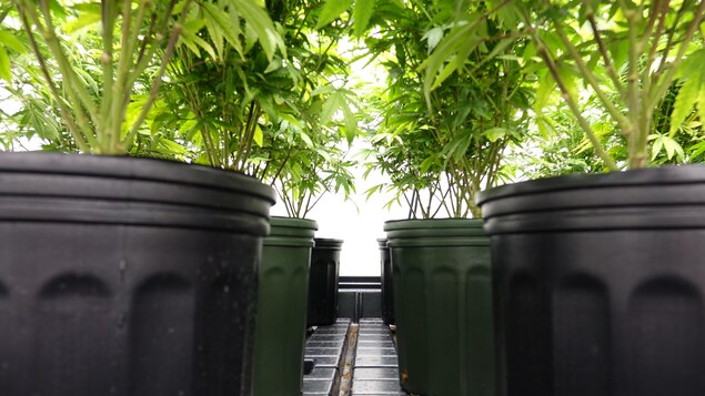 Des pots de plante sont alignés. 