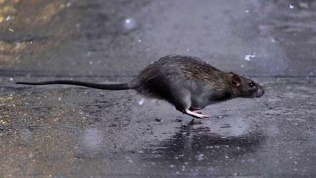 Un rat entrain de s'enfuir.