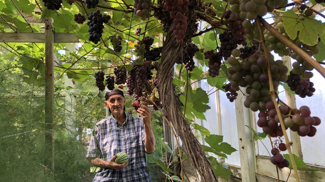 René Robicheau debout dans une serre, entouré de grappes de raisins.