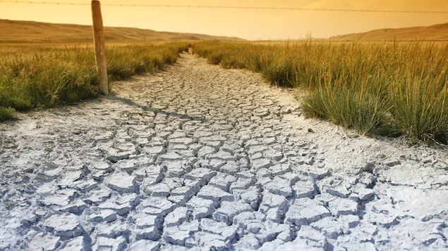 Quel sera l’impact des changements climatiques sur les Prairies?