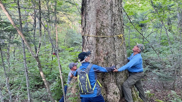Des hommes entourent un tronc d'arbre avec leurs bras.