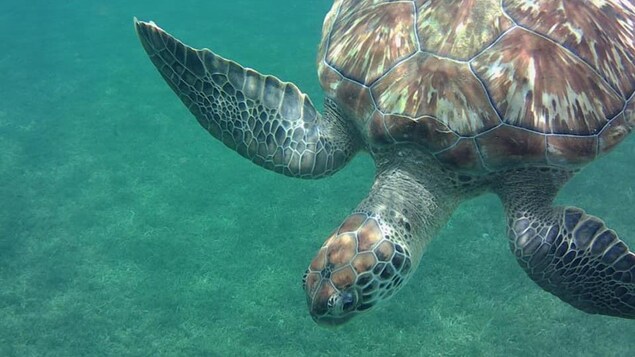 Une tortue marine qui nage.