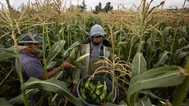 Des travaileurs migrants récoltent du blé d'Inde
