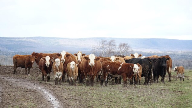 Des vaches dans un champs