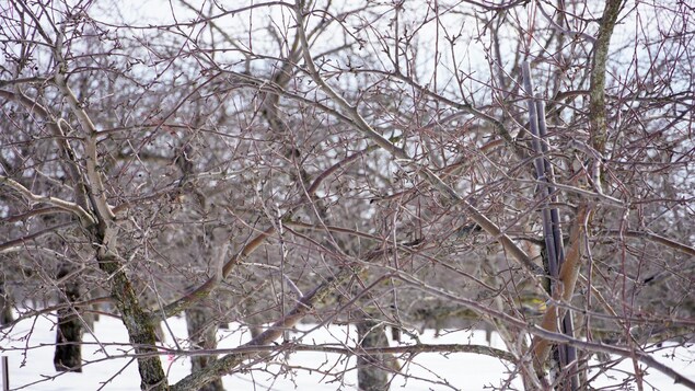 Des arbres en hiver.