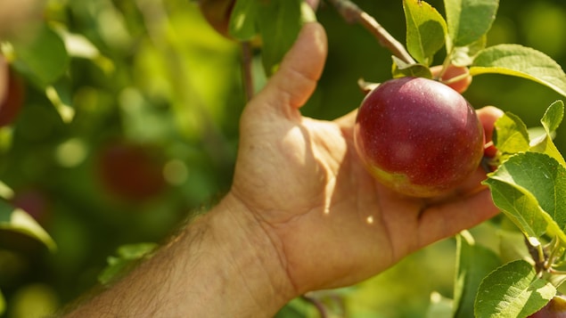 Une main tient une pomme encore accrochée à une branche.