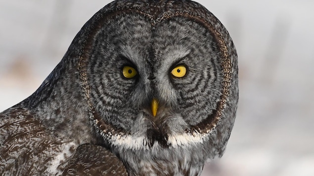 De nombreuses observations de chouettes lapones ont été signalées en Haute-Côte-Nord depuis la mi-décembre.