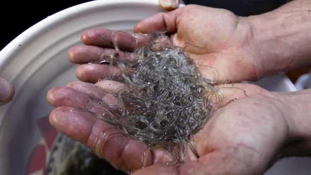 Des civelles sont présentées par un acheteur à Portland.