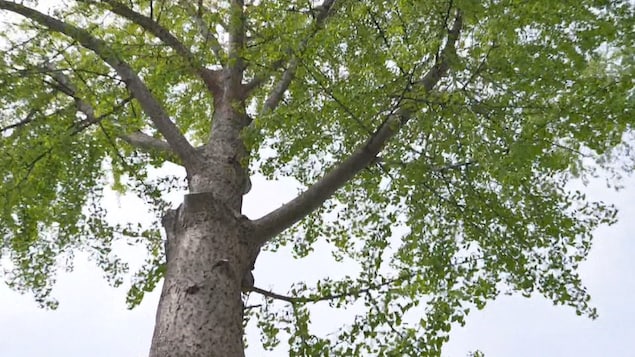 Un gingko vu du bas au printemps. 