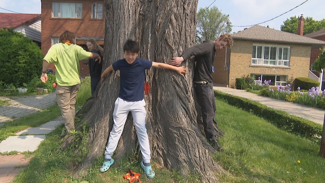 Un garçon est contre le tronc de l'arbre.