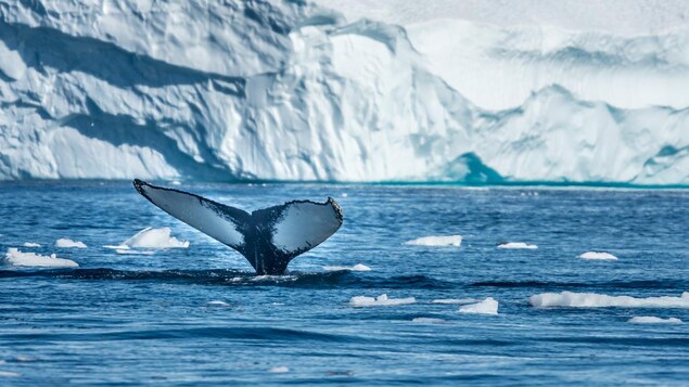 La queue d'une baleine sort d'une étendue d'eau.