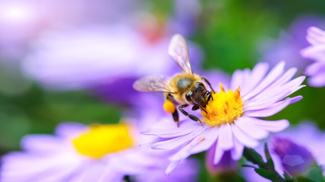 Une abeille sur une fleur.
