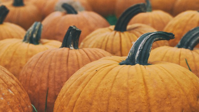 Des citrouilles posées les unes à côté des autres