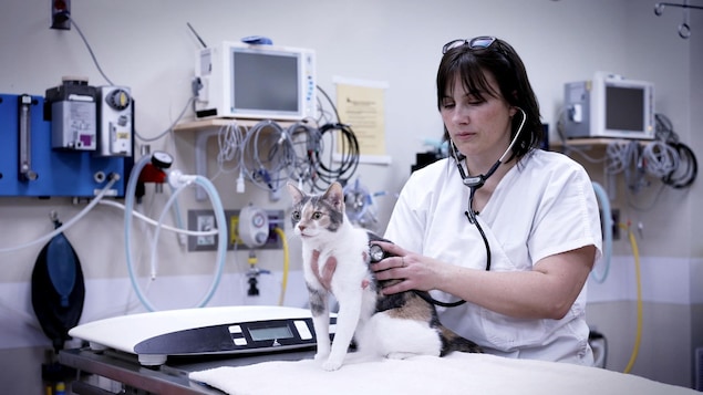 Une vétérinaire qui examine un chat.