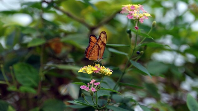 Un papillon sur une fleur.