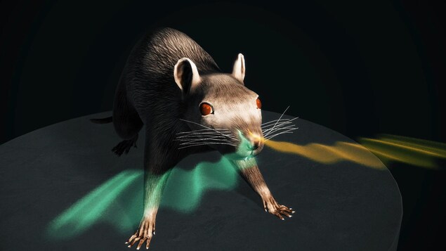 Un rat pisteur.