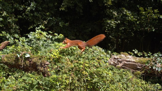 Le rongeur saute d'une branche à une autre dans un sous-bois.