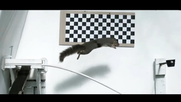 Ecureuil qui saute dans un envitionnement de laboratoire.