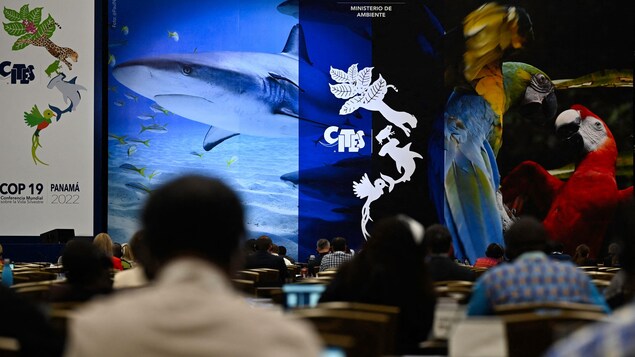 Des personnes sont en rangées et font faced à un écran. L'écran montre une présentation du ministère de l'Environnement du Panama. On y voit notamment des requins et des perroquets.