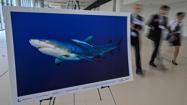 Des délégués flous arrivent au centre de congrès. Devant eux, une affiche montrant des requins.