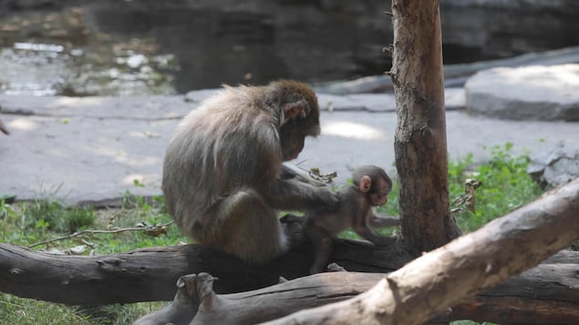 Zoo de Granby : appel à la vigilance après de potentiels contacts avec des macaques