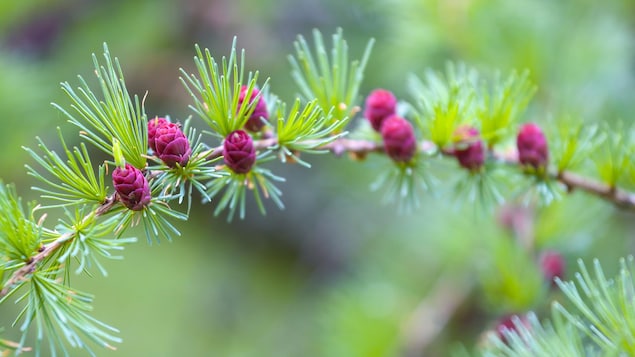 Des petits cones rouges sont sur une branche de mélèze.