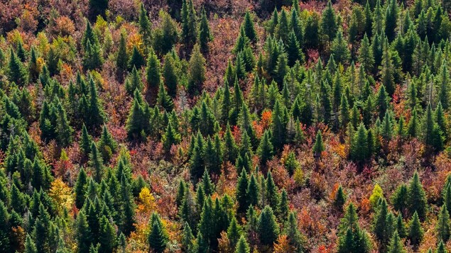 Une forêt boréale remplit de sapin et d'arbres de couleurs.
